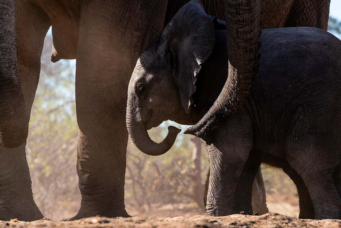 Afrikanischer Elefant (Loxodonta africana), Kalb, Mashatu Game Reserve, Botswana.