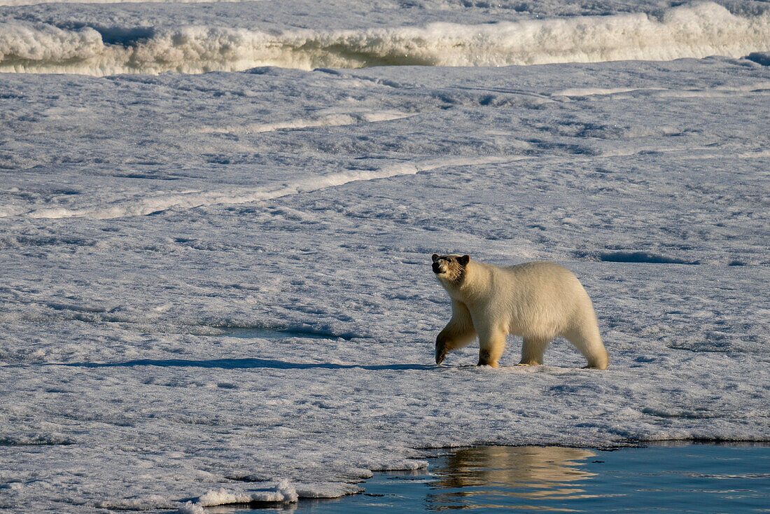 Polar bear (Ursus maritimus) walking on sea ice,Wahlbergoya,Svalbard Islands,Norway.