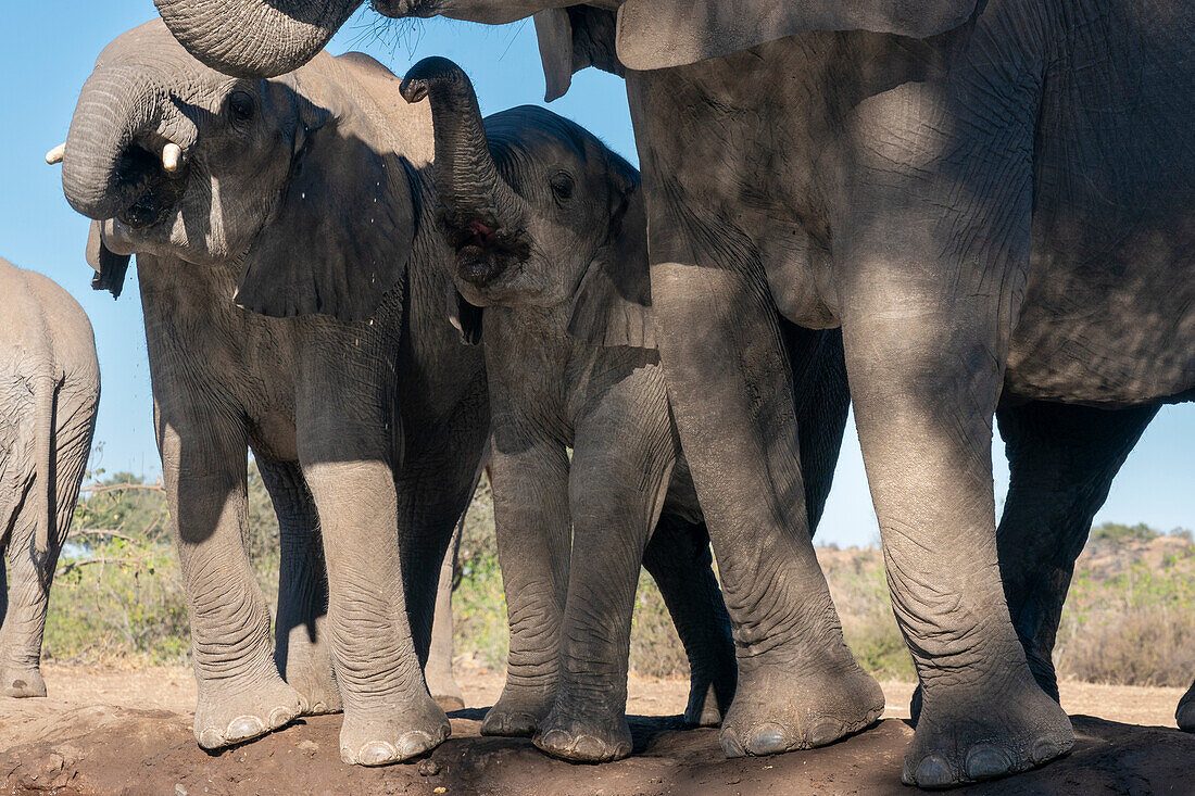 Afrikanische Elefanten (Loxodonta africana) beim Trinken an einer Wasserstelle, Mashatu Game Reserve, Botswana.