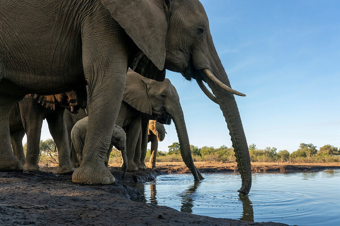 African elephants (Loxodonta africana) drinking at waterhole,Mashatu Game Reserve,Botswana.