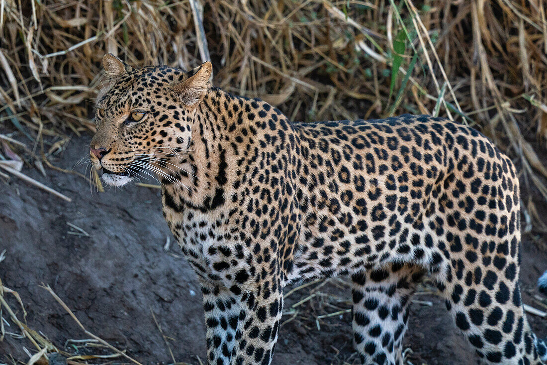 Leopard (Panthera pardus),Mashatu Game Reserve,Botswana.
