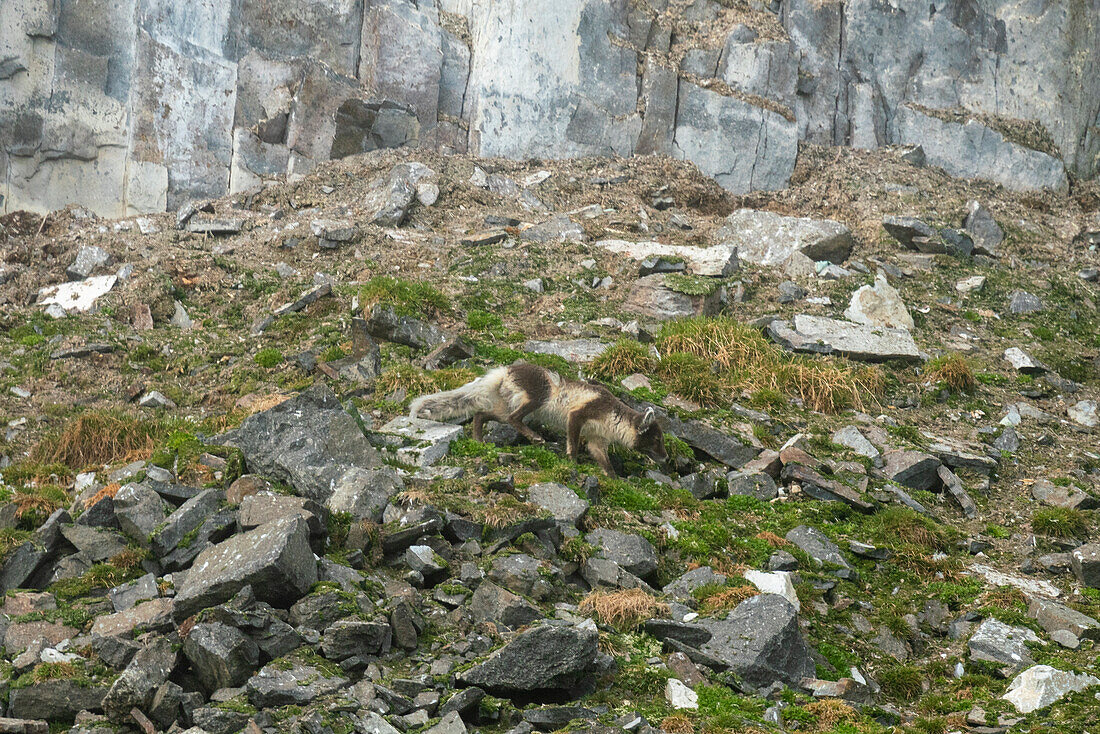 Polarfuchs (Vulpes lagopus) bei der Jagd auf die Nester der Trottellumme (Uria lomvia), Alkefjellet, Spitzbergen, Svalbard Inseln, Norwegen.