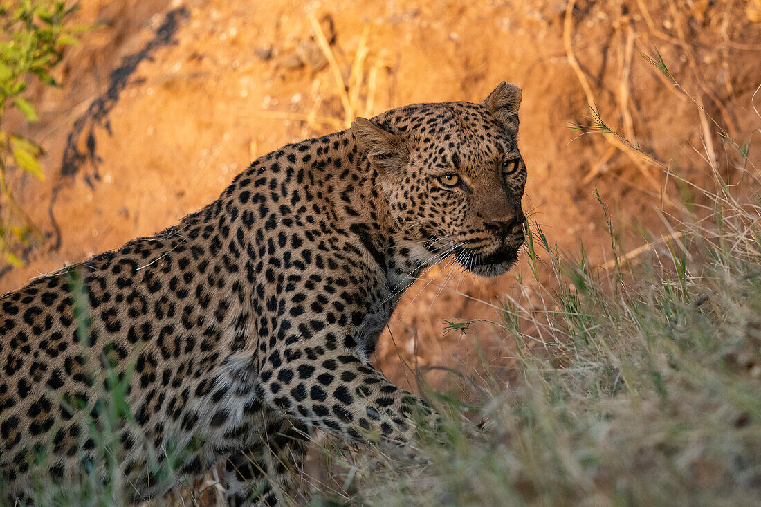 Leopard (Panthera pardus), Mashatu Game Reserve, Botswana.