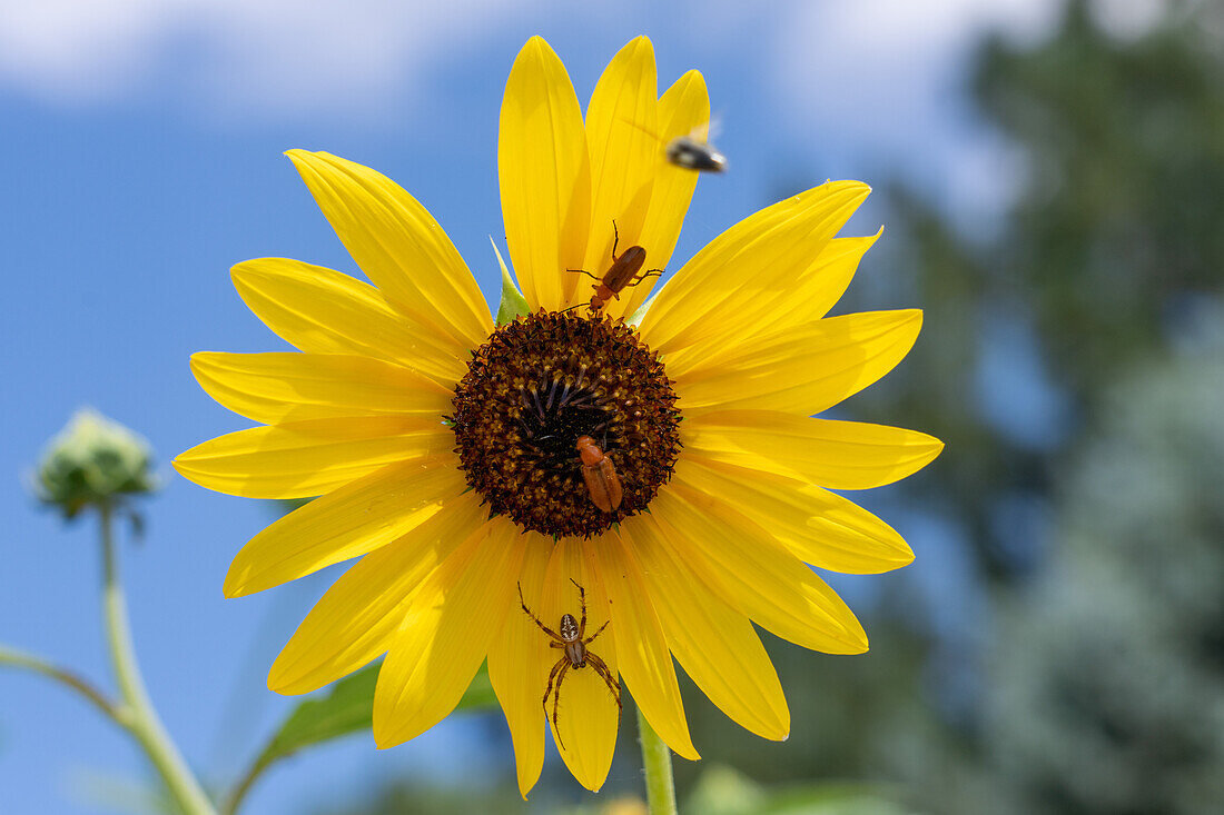 Ein Westlicher Orbweber, Neoscona oaxacensis, und zwei Blasenkäfer auf einer Gemeinen Sonnenblume in Utah.