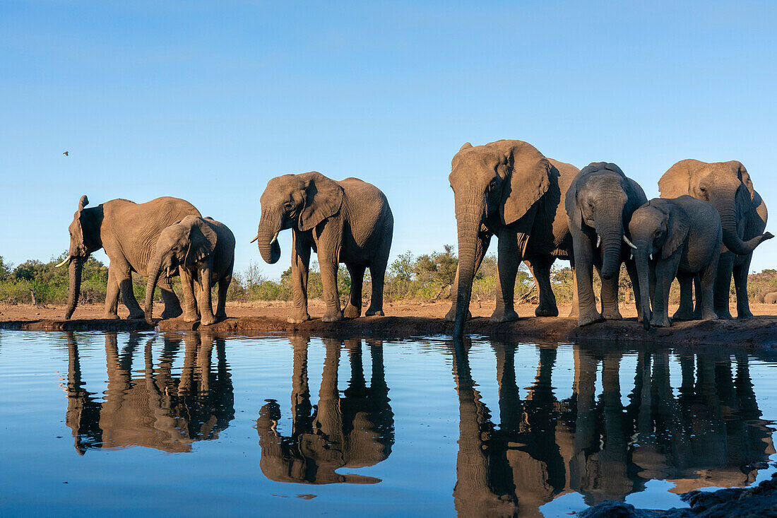 African elephants (Loxodonta africana) drinking at waterhole,Mashatu Game Reserve,Botswana.