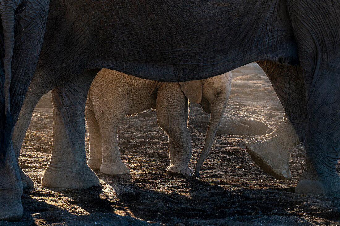 African elephant calf (Loxodonta africana),Mashatu Game Reserve,Botswana.