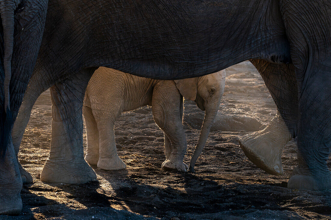 Afrikanisches Elefantenkalb (Loxodonta africana), Mashatu Game Reserve, Botswana.