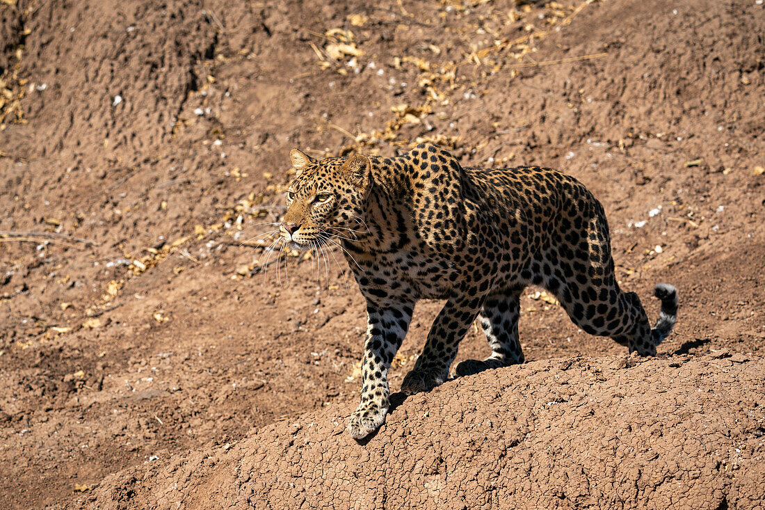 Leopard (Panthera pardus),Mashatu Game Reserve,Botswana.