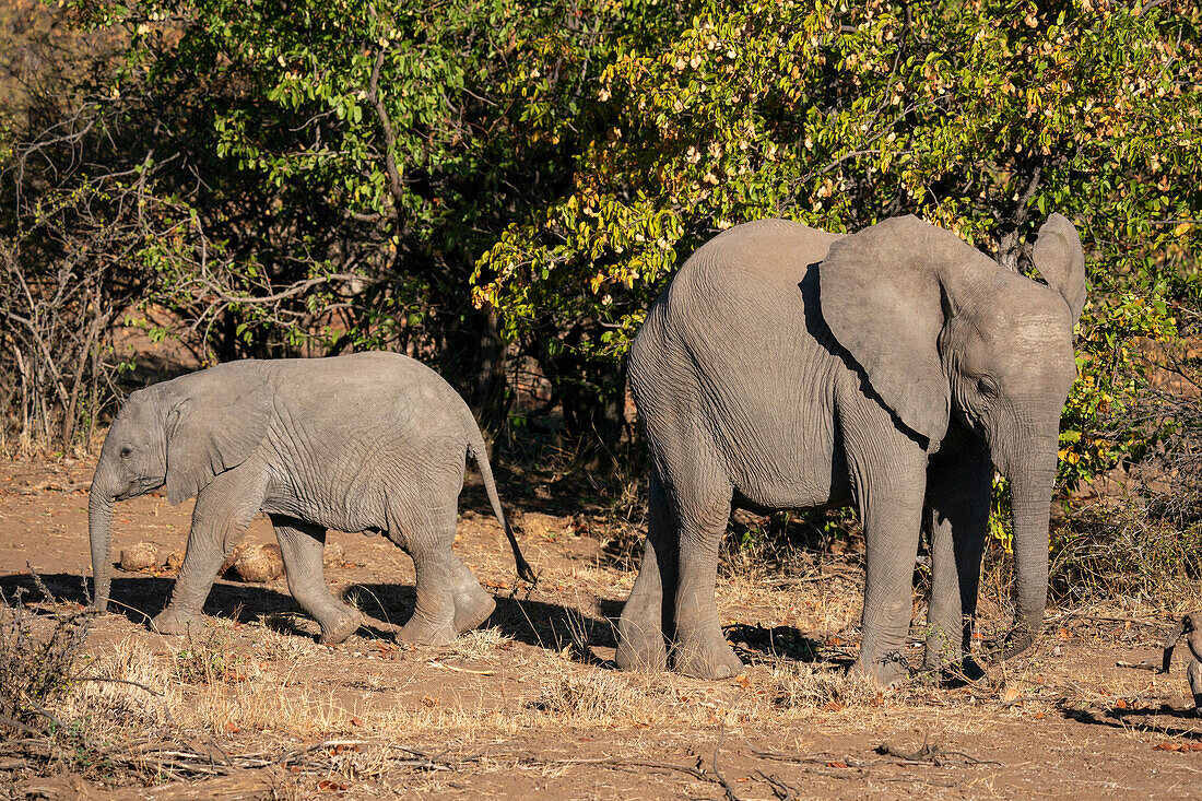 African elephant (Loxodonta africana),Mashatu Game Reserve,Botswana.