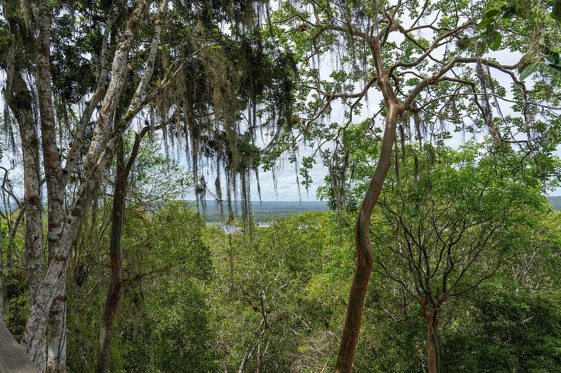 Blick auf den Yaxha-See von der obersten Struktur 117 in den Maya-Ruinen im Yaxha-Nakun-Naranjo-Nationalpark, Guatemala. Dieser hohe, nicht ausgegrabene Hügel ist Teil eines größeren astronomischen Komplexes.