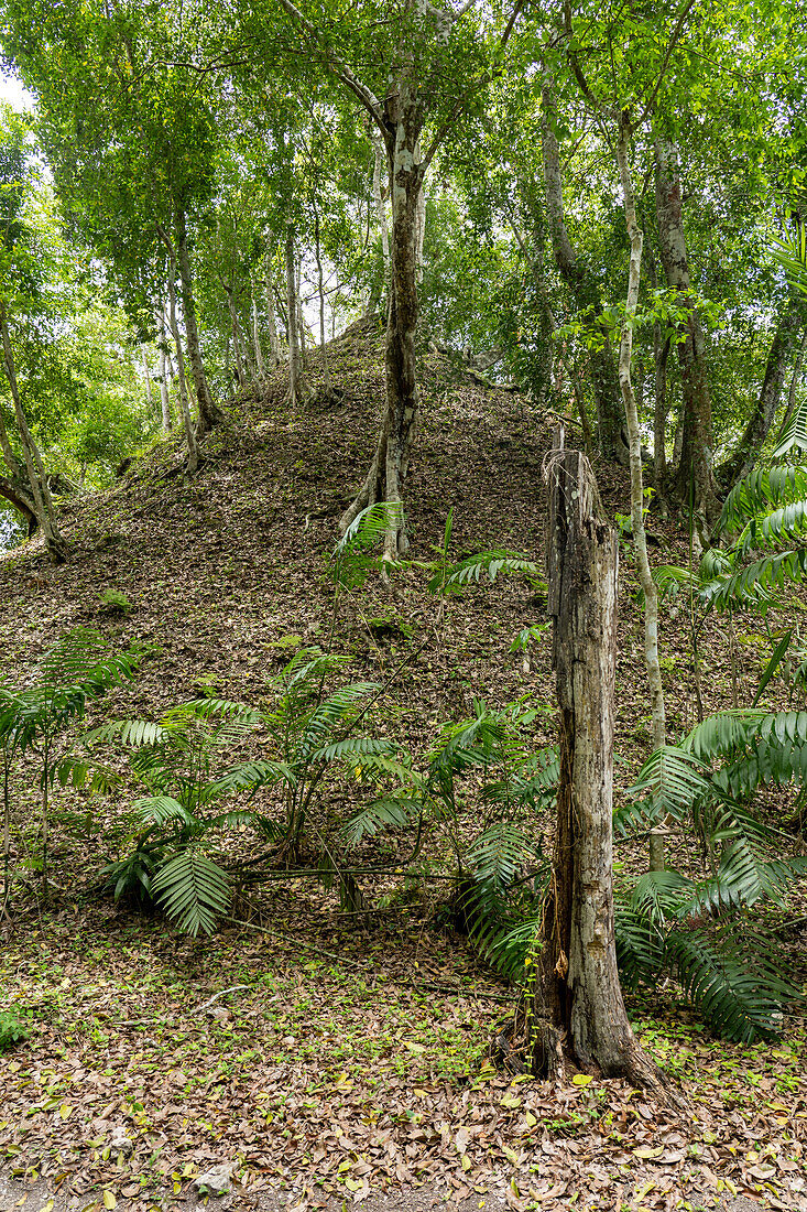 Bäume wachsen auf den nicht ausgegrabenen Ruinenhügeln in den Maya-Ruinen im Yaxha-Nakun-Naranjo-Nationalpark, Guatemala.