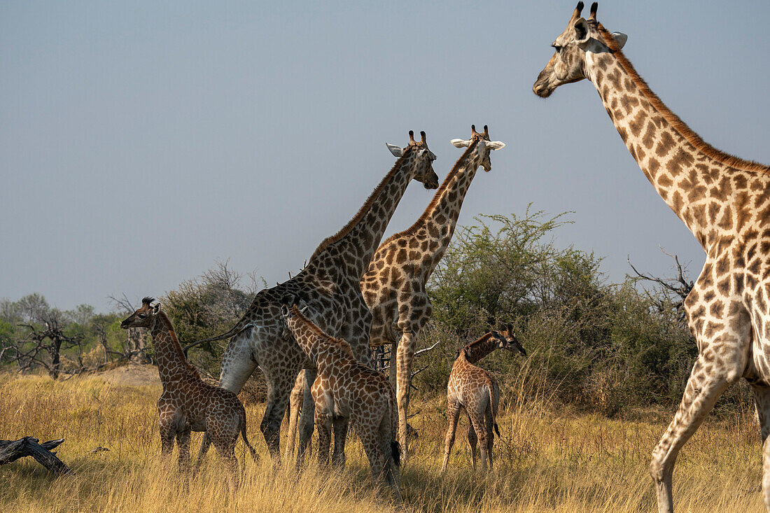 Giraffes (Giraffa camelopardalis) and calves,Okavango Delta,Botswana.