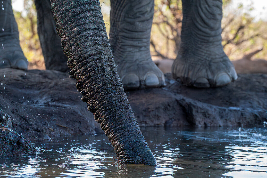 African elephant (Loxodonta africana) trunk detail,Mashatu Game Reserve,Botswana.