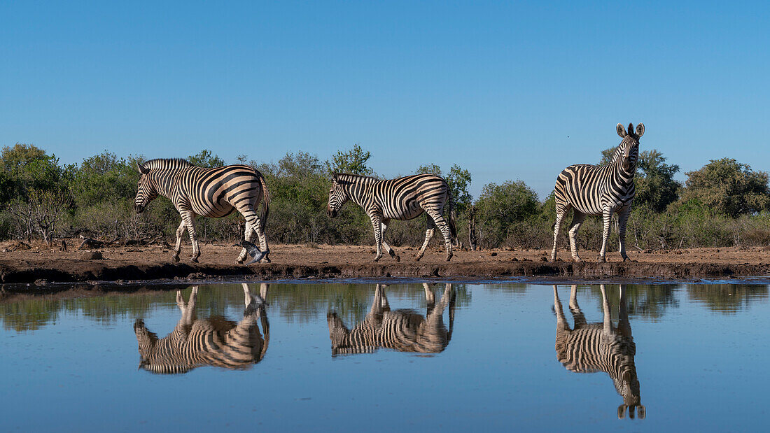 Plains zebras (Equus quagga) at waterhole,Mashatu Game Reserve,Botswana.