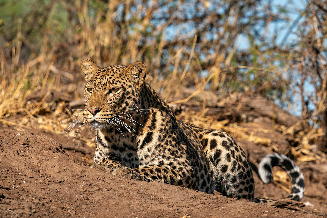 Leopard (Panthera pardus), Mashatu Game Reserve, Botswana.