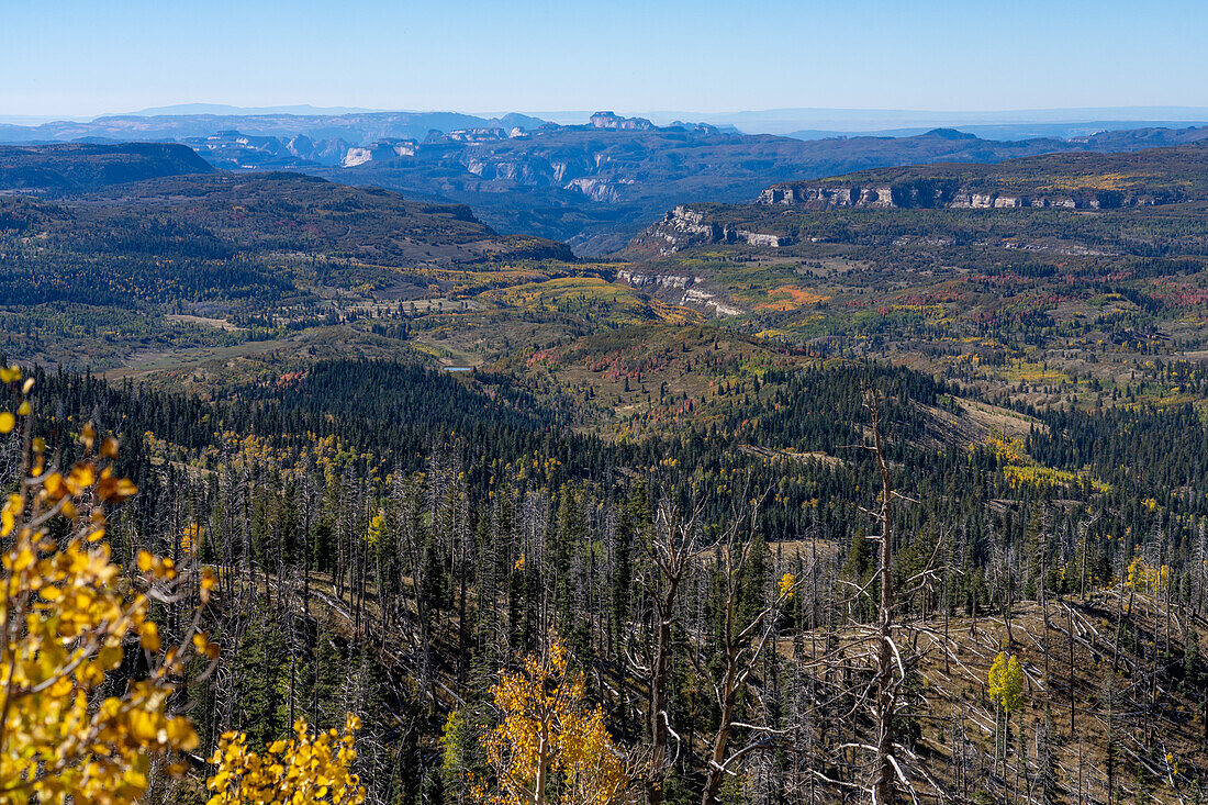 Herbstfärbung auf dem Markagunt Plateau mit den Kolob Canyons des Zion National Park in der Ferne im Südwesten Utahs.