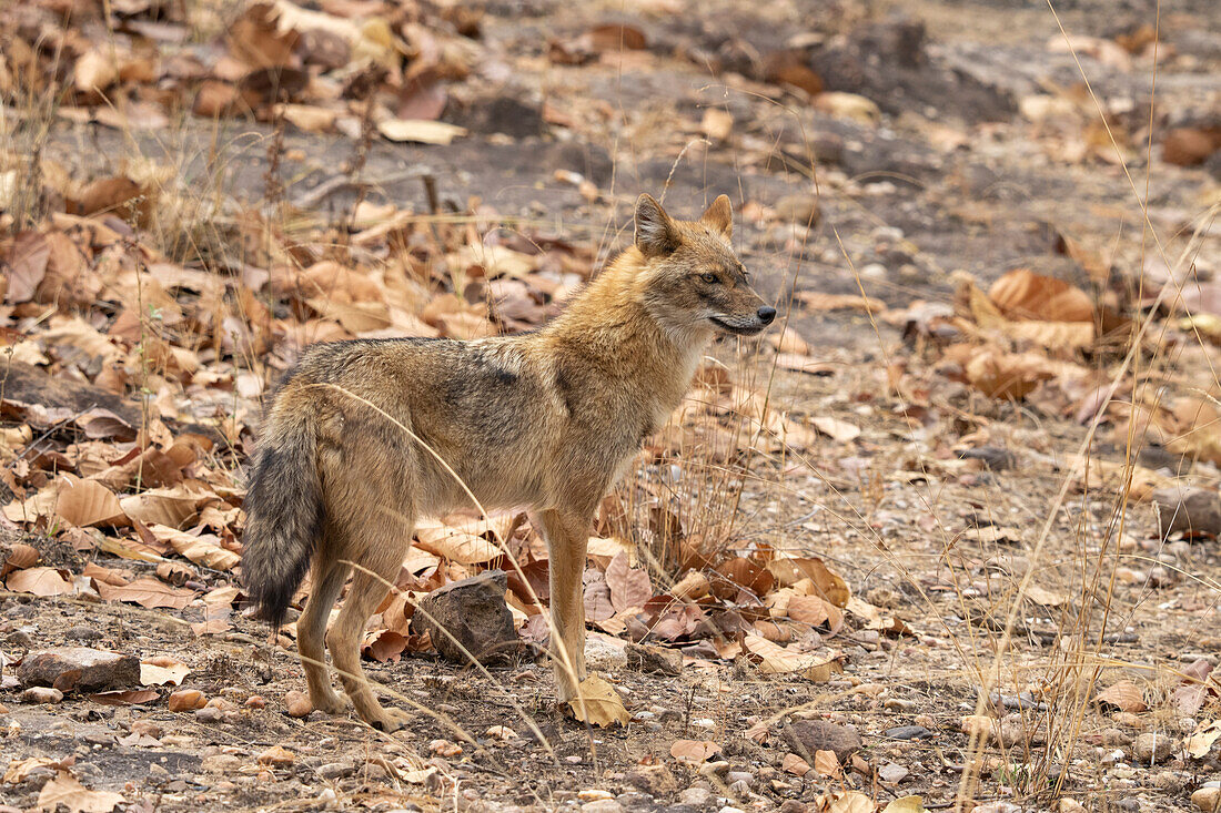 Asiatic Jackal (Canis Aureus),Bandhavgarh National Park,India.