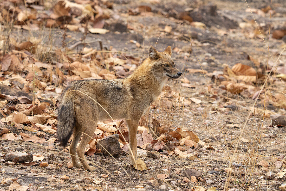 Asiatischer Schakal (Canis Aureus), Bandhavgarh National Park, Indien.
