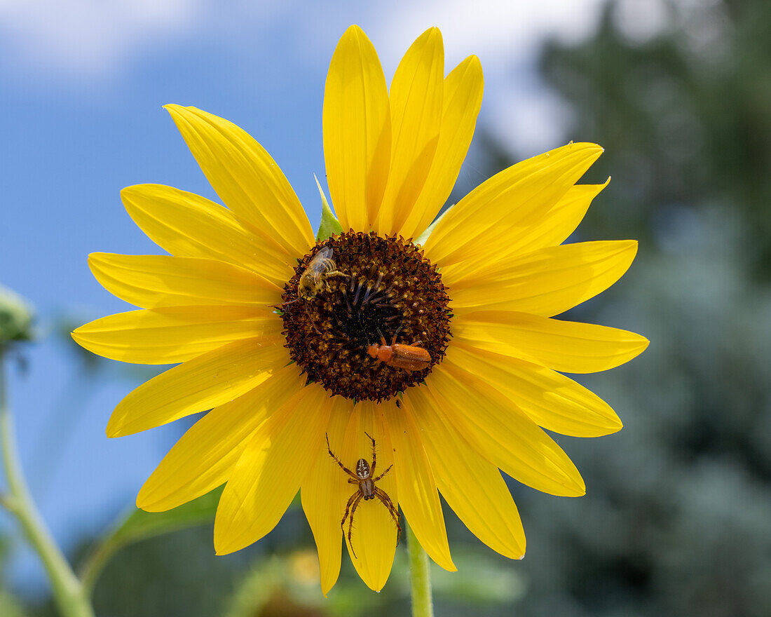 Ein Westlicher Tüpfelweber, eine Zweifleck-Minierbiene und ein Blasen-Käfer auf einer Sonnenblume.