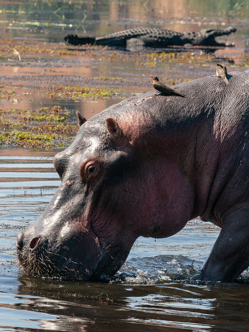 Hippopotamus (Hippopotamus amphibius) in the river Chobe,Chobe National Park,Botswana.