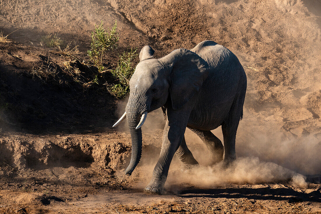 Afrikanisches Elefantenkalb (Loxodonta africana) beim Spaziergang im Staub, Mashatu Game Reserve, Botswana.