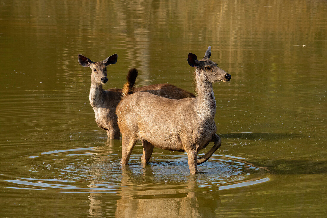 Bandhavgarh National Park,India.