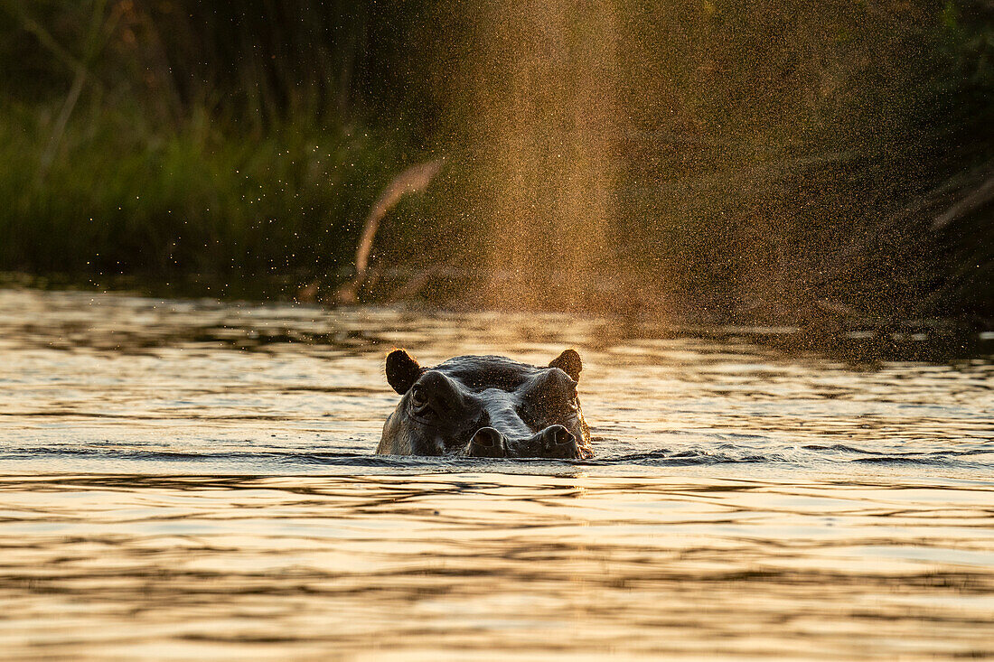 Flusspferd (Hippopotamus amphibius), Okavango Delta, Botswana.
