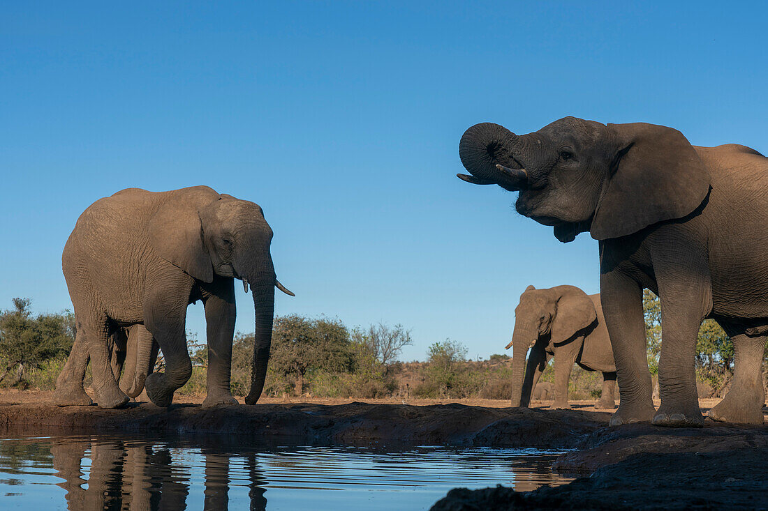 Afrikanische Elefanten (Loxodonta africana) trinken an einer Wasserstelle im Mashatu-Wildreservat in Botsuana.