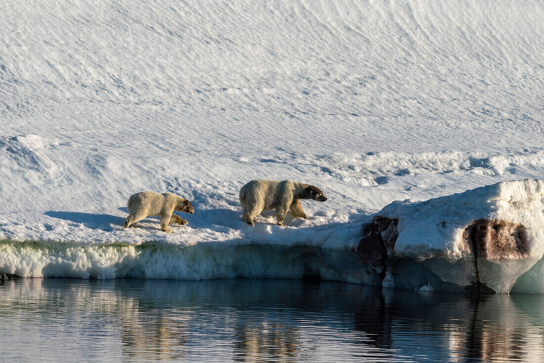 Van Otteroya island,Svalbard Islands,Norway.