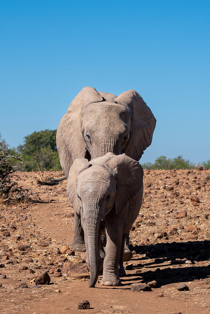 Afrikanischer Elefant (Loxodonta africana) und Kalb beim Spaziergang, Mashatu Game Reserve, Botswana.