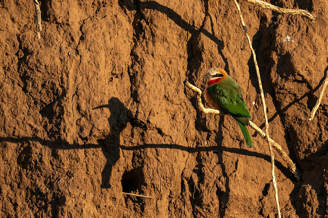 White-fronted bee-eater (Merops bullockoides) perched on a branch,Mashatu Game Reserve,Botswana.