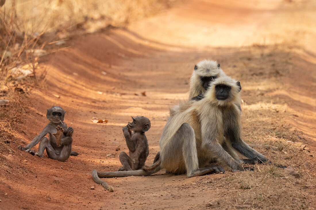 Common Langur (Semnopithecus Entellus),Bandhavgarh National Park,India.