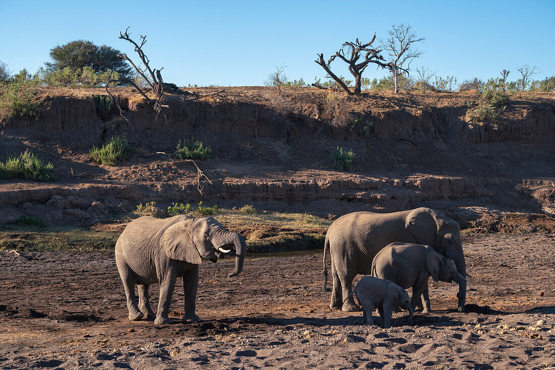 Afrikanische Elefanten (Loxodonta africana), Mashatu Game Reserve, Botswana.