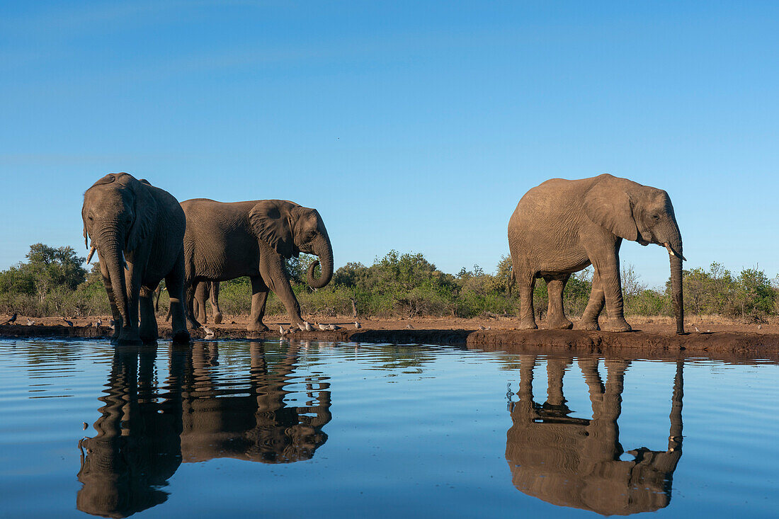 African elephants (Loxodonta africana) drinking at waterhole,Mashatu Game Reserve,Botswana.