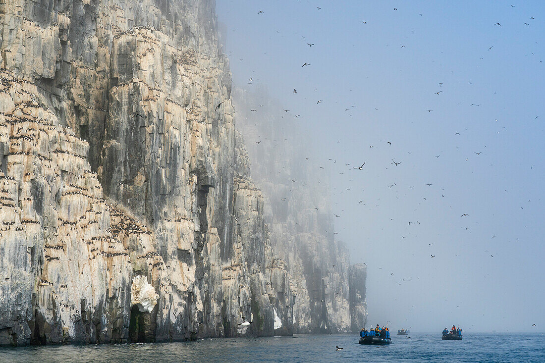 Trottellumme (Uria lomvia),Alkefjellet,Spitzbergen,Svalbard Inseln,Norwegen.