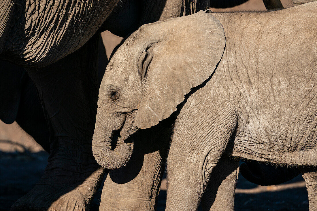 African elephant cub(Loxodonta africana),Mashatu Game Reserve,Botswana.