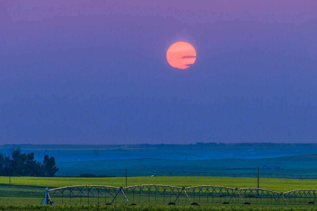 Ein Sonnenuntergang am rauchigen Himmel von zu Hause in Alberta, 18. Juli 2023, mit einem gelben Rapsfeld und einem Bewässerungsausleger im Vordergrund. Die Sonne hat mehrere dunkle Sonnenflecken auf ihrer Scheibe.