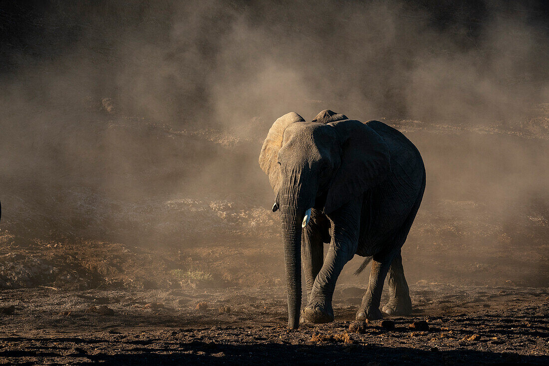 Afrikanisches Elefantenkalb (Loxodonta africana) beim Spaziergang im Staub, Mashatu Game Reserve, Botsuana.