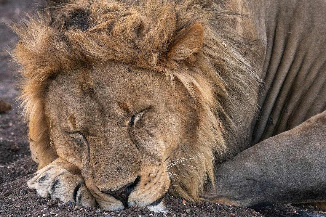 Männlicher Löwe (Panthera leo) beim Schlafen, Mashatu Game Reserve, Botsuana.