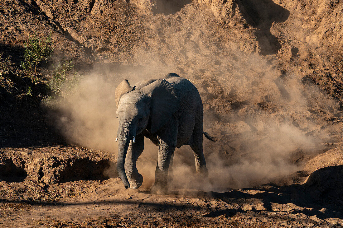 African elephant calf (Loxodonta africana) walking in the dust,Mashatu Game Reserve,Botswana.