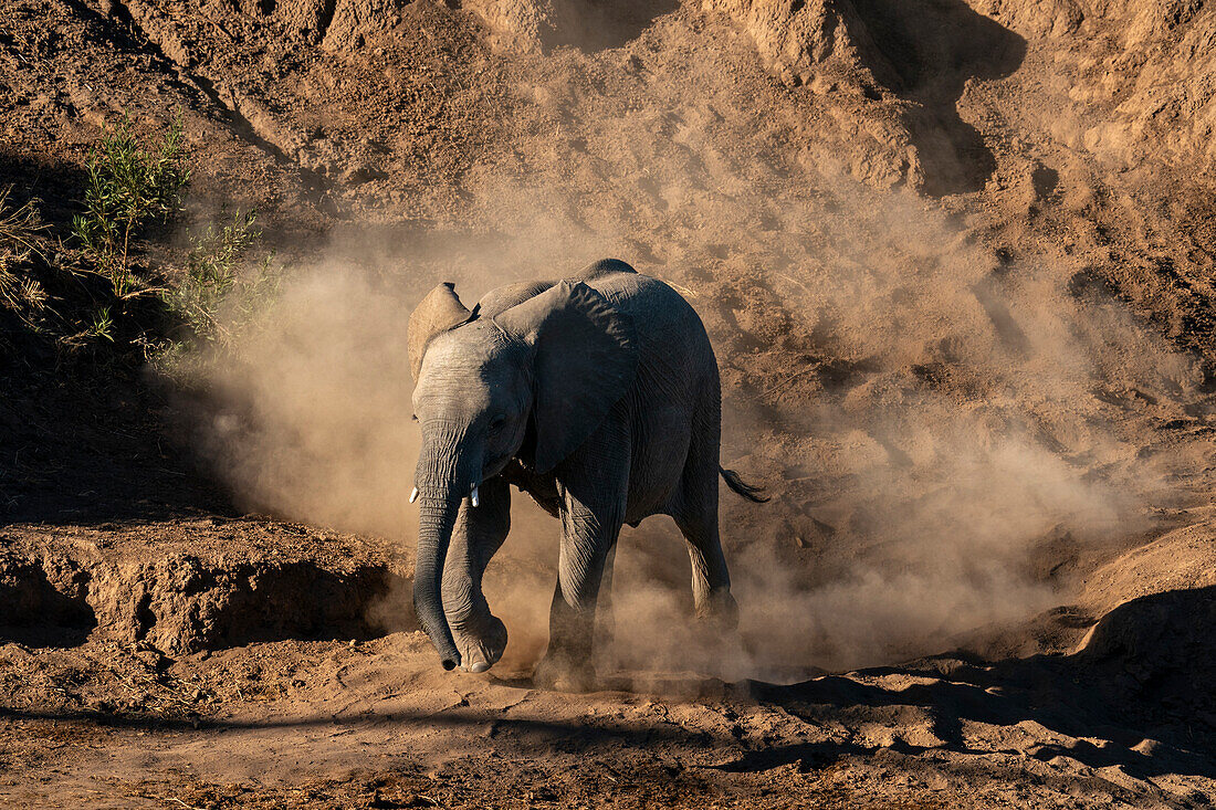 Afrikanisches Elefantenkalb (Loxodonta africana) läuft im Staub, Mashatu Game Reserve, Botswana.