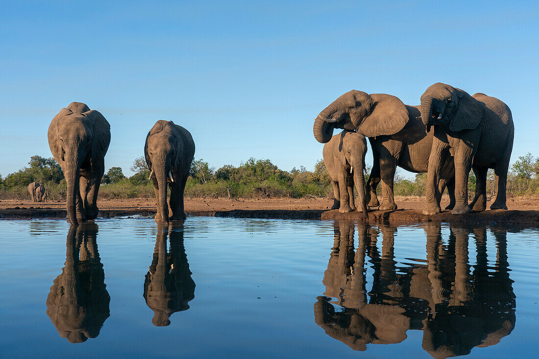 Afrikanischer Elefant (Loxodonta africana) beim Trinken am Wasserloch, Mashatu Game Reserve, Botsuana.