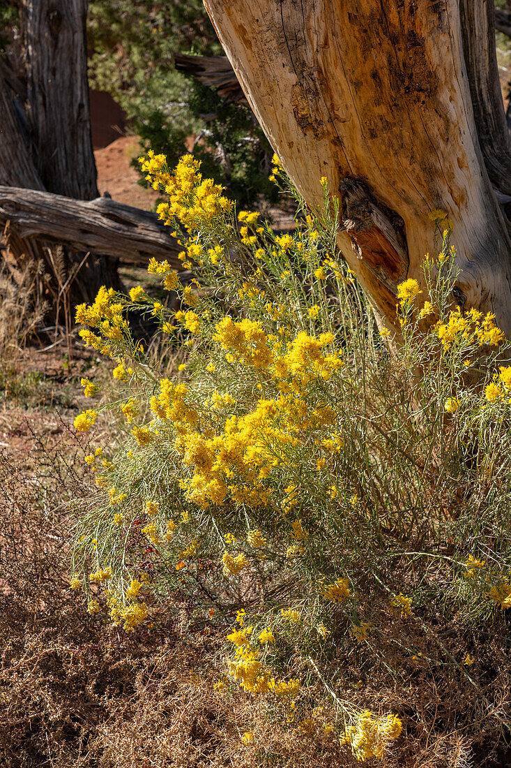 Rubber Rabbitbrush, Ericameria nauseosa, blüht im Herbst im Kodachrome Basin State Park in Utah.