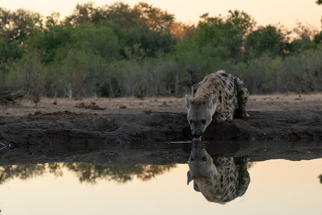 Spotted hyena (Crocuta crocuta) at waterhole,Mashatu Game Reserve,Botswana.