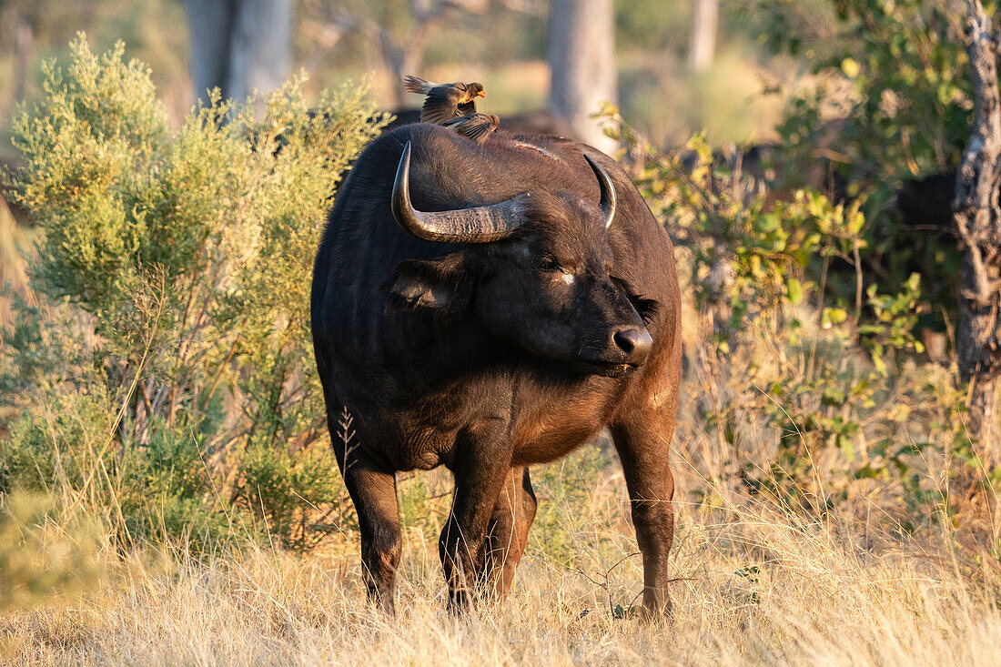 African buffalo (Syncerus caffer),Okavango Delta,Botswana.