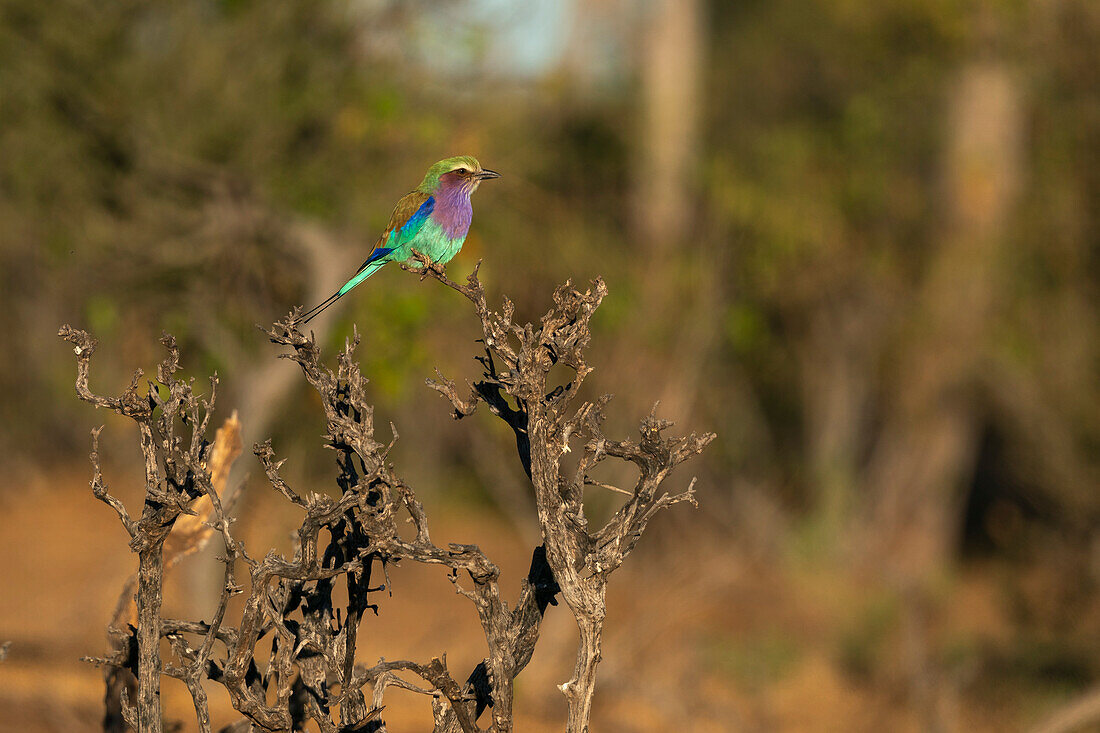 Fliederracke (Coracias caudata) auf einem Baum im Mashatu-Wildreservat, Botswana.