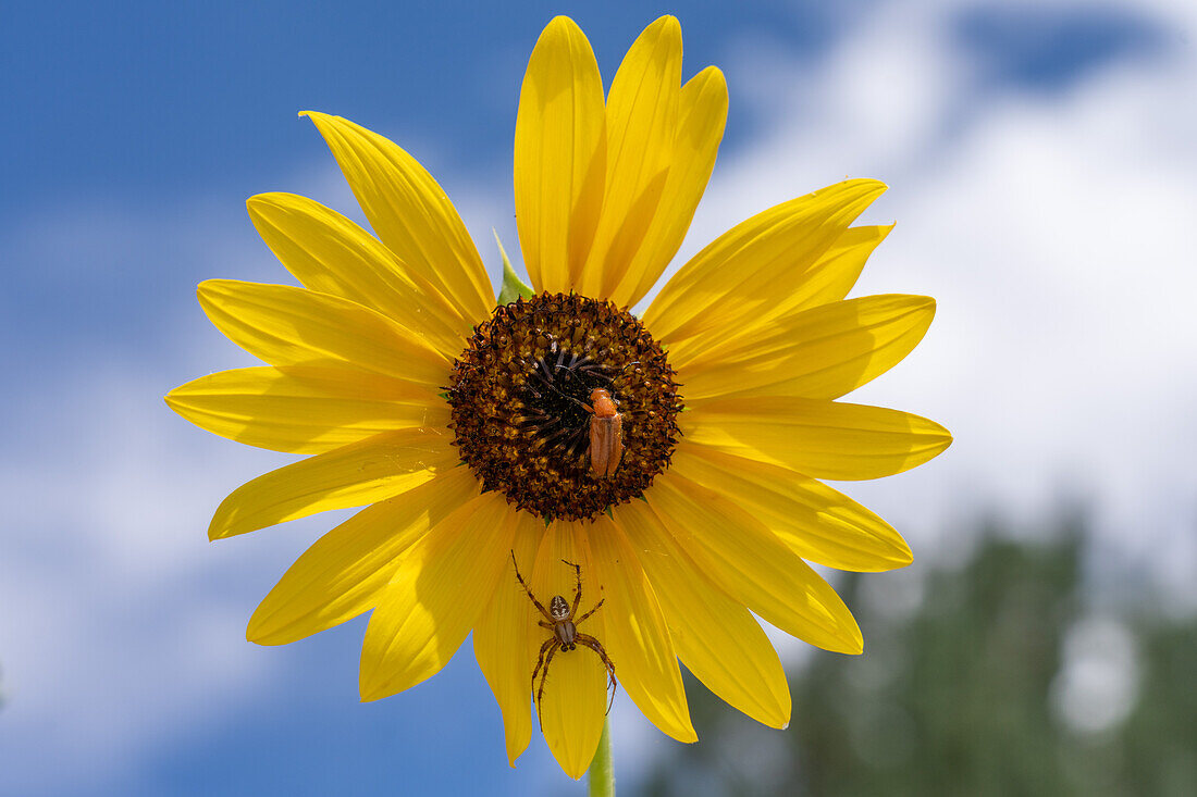 A Western Spotted Orbweaver,Neoscona oaxacensis,and a blister beetle on a Common Sunflower in Utah.