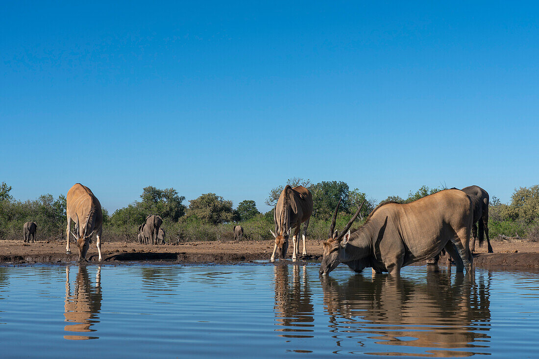 Eland (Taurotragus oryx) drinking at waterhole,Mashatu Game Reserve,Botswana.