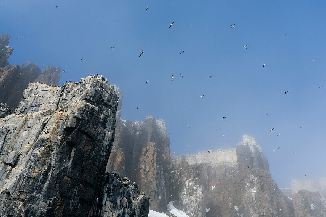 Bruennich's Guillemots (Uria lomvia),Alkefjellet,Spitsbergen,Svalbard Islands,Norway.