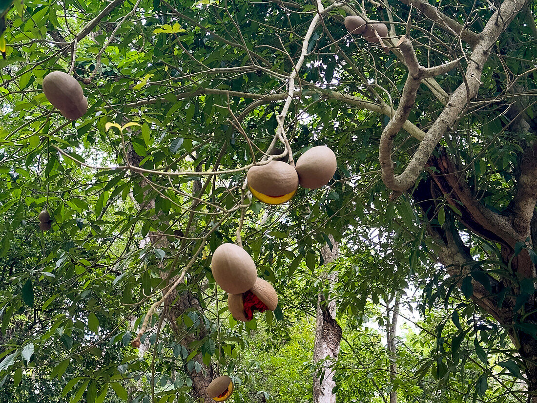 Frucht des Pferdekugelbaums, Tabernaemontana donnell-smithii, im Yaxha-Nakun-Naranjo-Nationalpark, Peten, Guatemala.